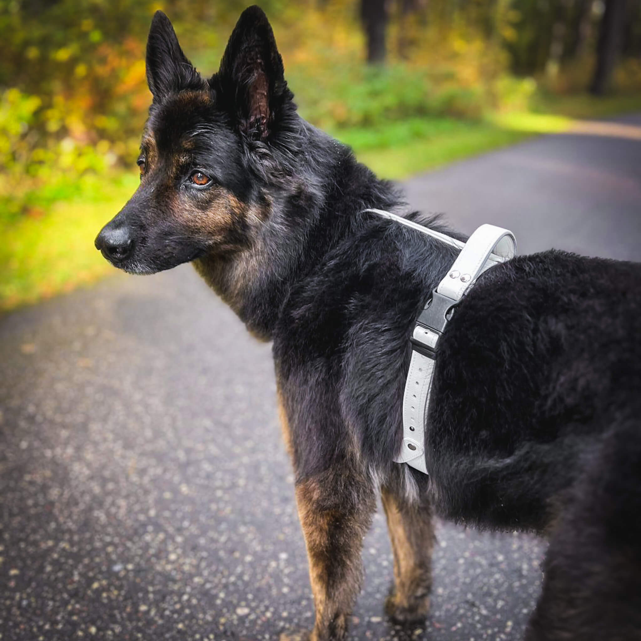 EasyFit Anatomical Waterproof Dog Harness - Brown