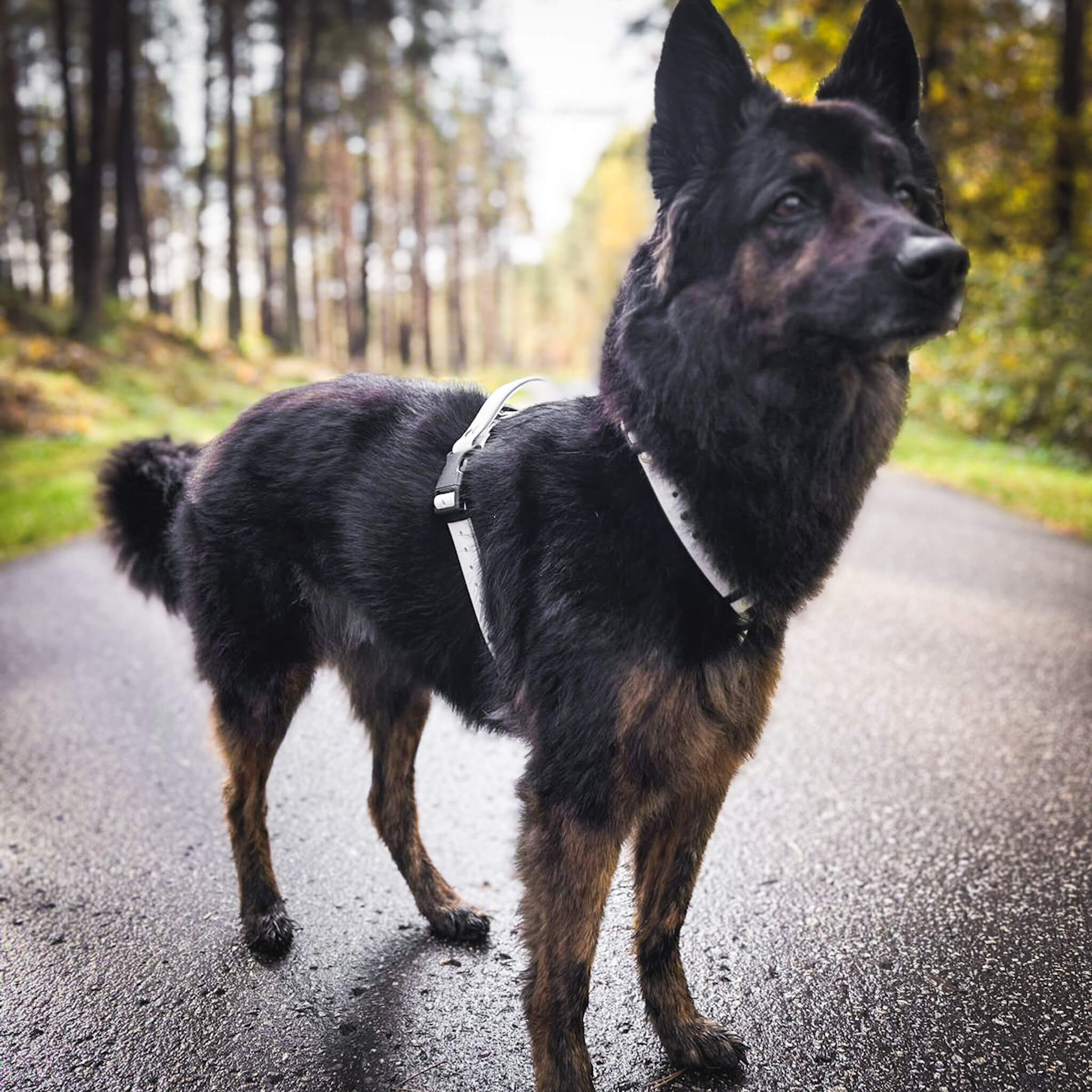 EasyFit anatoomilised veekindlad traksid koertele - Valge