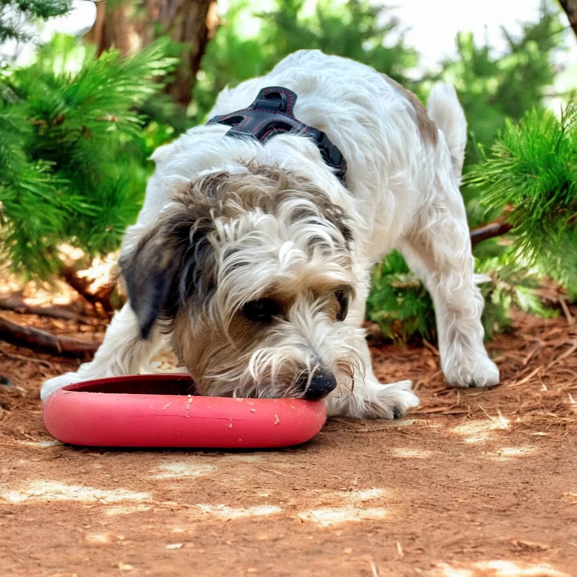 Dog enjoying a LickiMat UFO slow feeder in a natural outdoor setting.