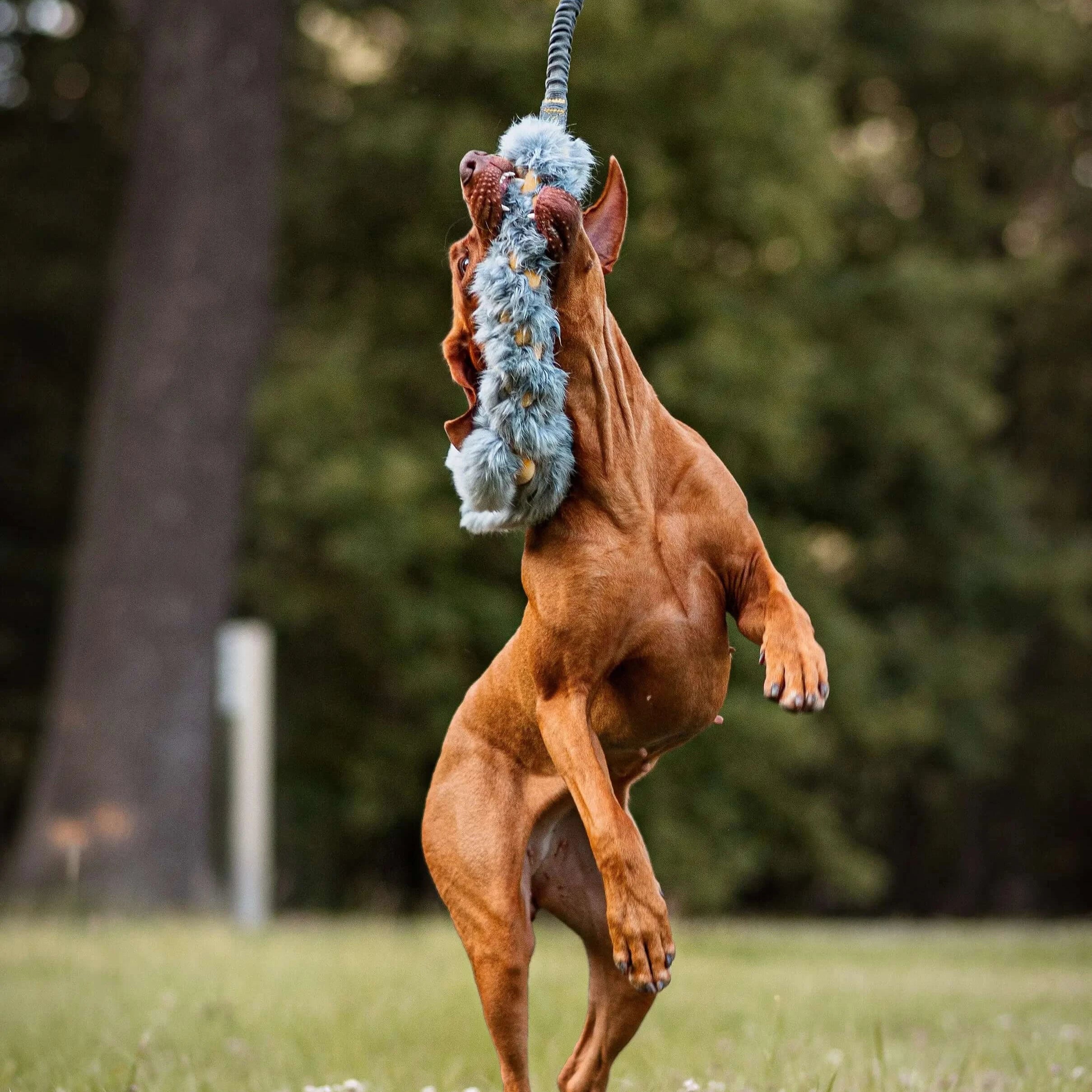 Kunstliku karusnaha summutav mänguasi koertele