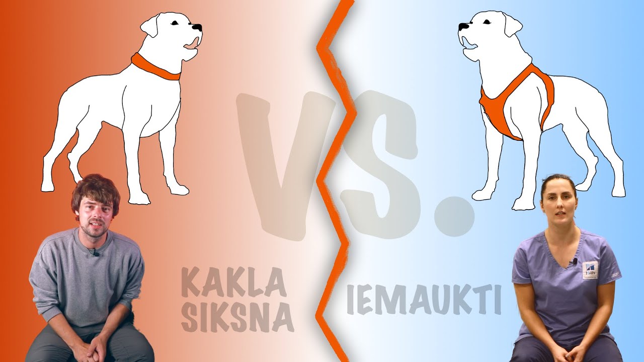 Iemaukti suņiem - Kāpēc Tie Ir Labāka Izvēle?