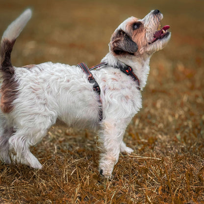 EasyFit anatomiski pareizi - ūdensdroši iemaukti suņiem - Melni