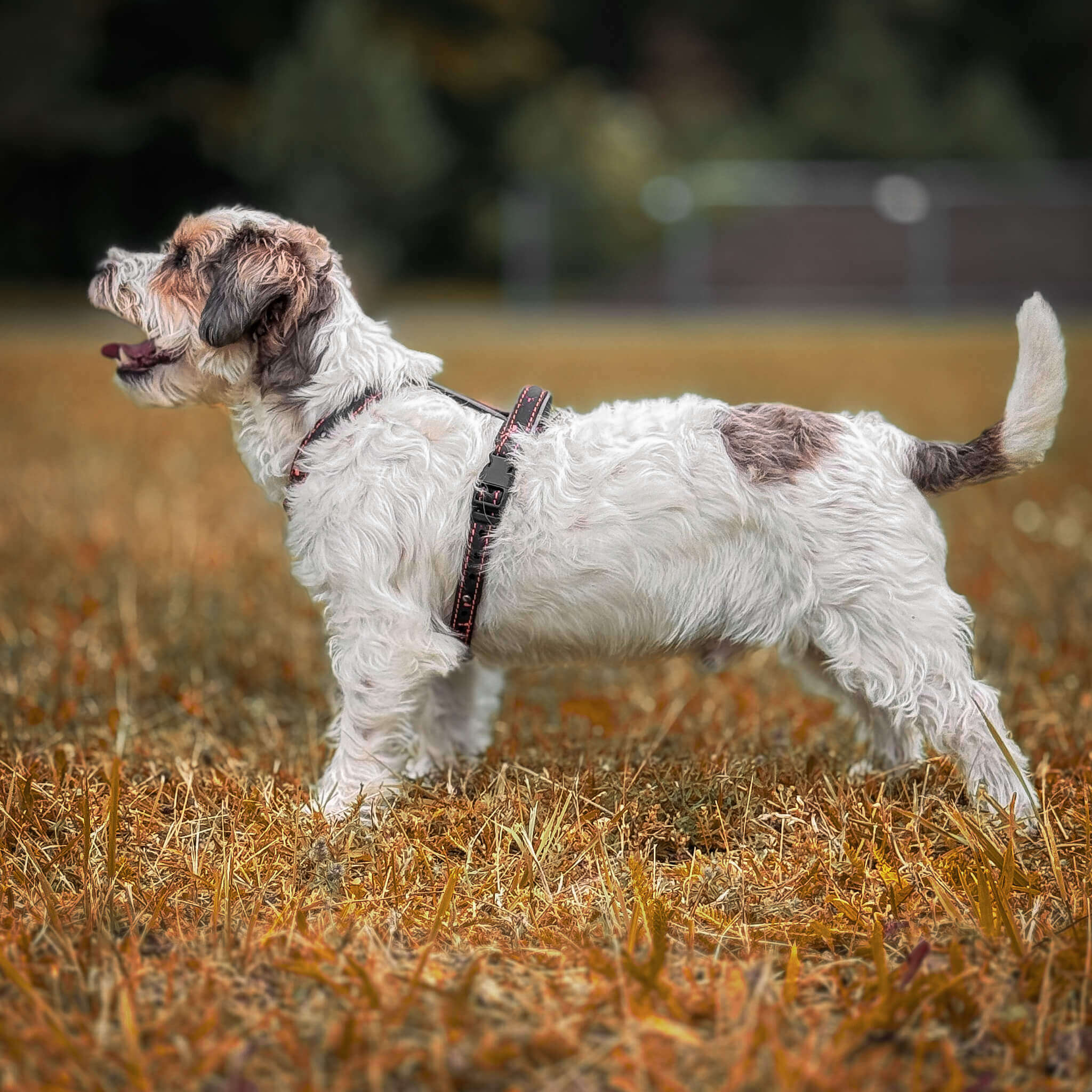 EasyFit anatomiski pareizi - ūdensdroši iemaukti suņiem - Melni