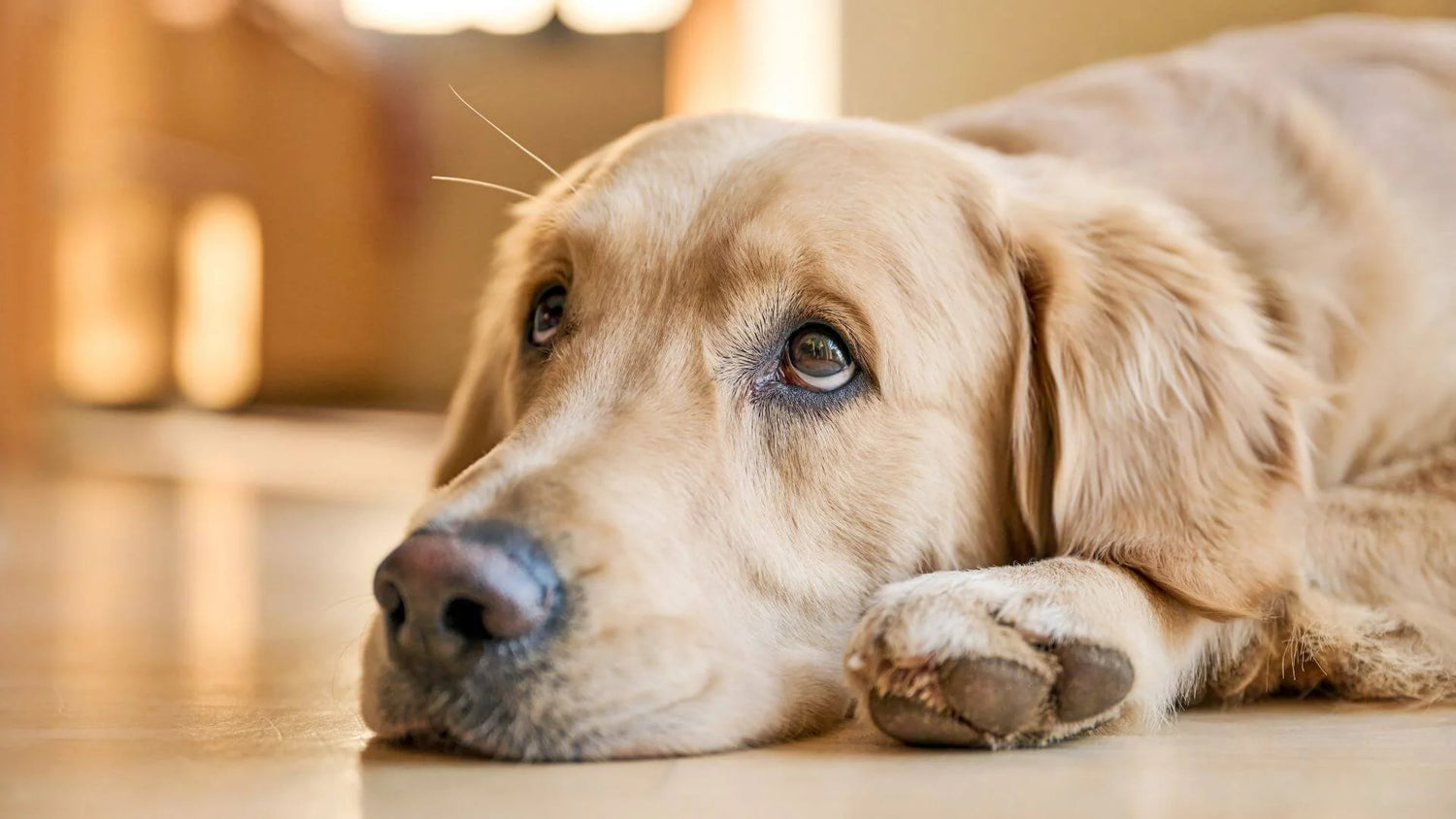 Why Does Your Dog Look Guilty? Calming Signals vs. Conscience