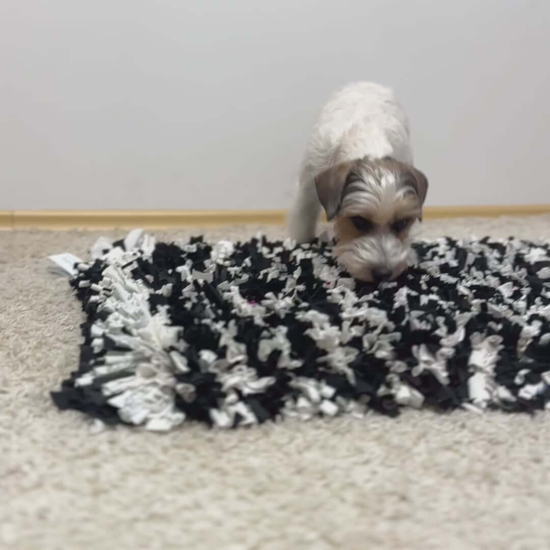 Ielādēt video: A small dog sniffing a black and white snuffle mat designed for mental stimulation.