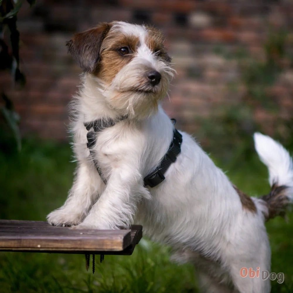 AdventureGuard Hexa H iemaukti suņiem - Melni - ObiDog